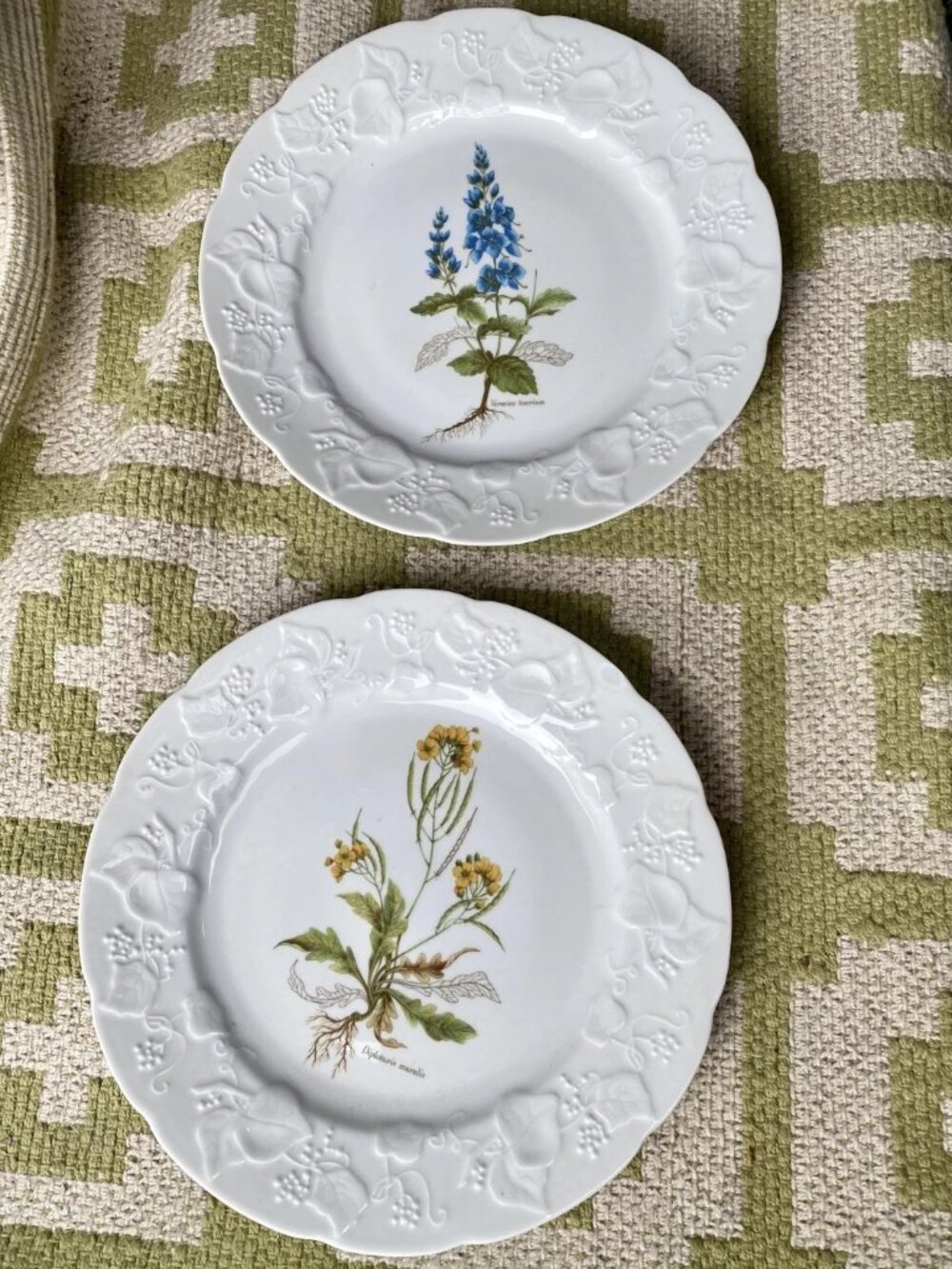 Dansk Ivy France Plates Diplotaxis Muralis Veronica Teocrium Lupine Flowers
